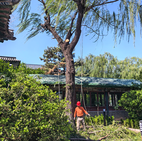 北京昌平小区伐树合规办理，解决业主树木处置各类难题